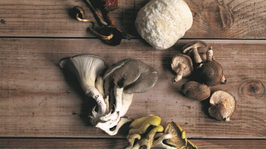 How do functional mushrooms work