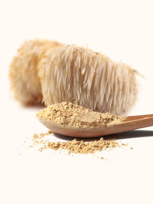 Dual-Form Mushroom Bundle – A premium 1kg selection of powdered & whole dried fruiting body mushrooms. Placed on a clean, natural background with fresh and powdered mushrooms, symbolizing versatility, quality, and holistic wellness.
