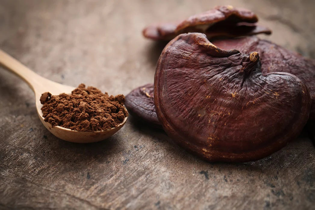 Dual-Form Mushroom Bundle – A premium 1kg selection of powdered & whole dried fruiting body mushrooms. Placed on a clean, natural background with fresh and powdered mushrooms, symbolizing versatility, quality, and holistic wellness.